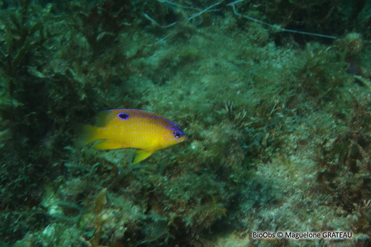 Demoiselle noire caraïbes - Stegastes diencaeus - Maguelone GRATEAU - BioObs