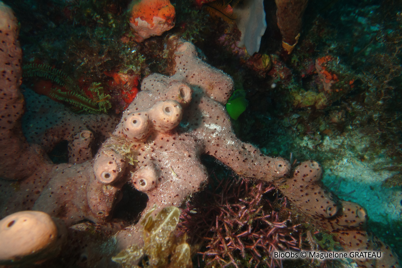 Eponge corne d'élan - Agelas conifera - Maguelone GRATEAU - BioObs