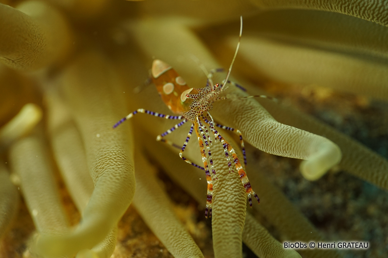 Crevette du Yucatan - Periclimenes yucatanicus - Henri GRATEAU - BioObs