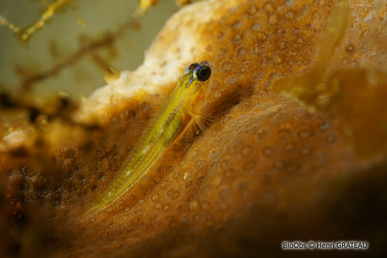 Gobie-néon jaune à nez bleu - Coryphopterus lipernes - Henri GRATEAU - BioObs