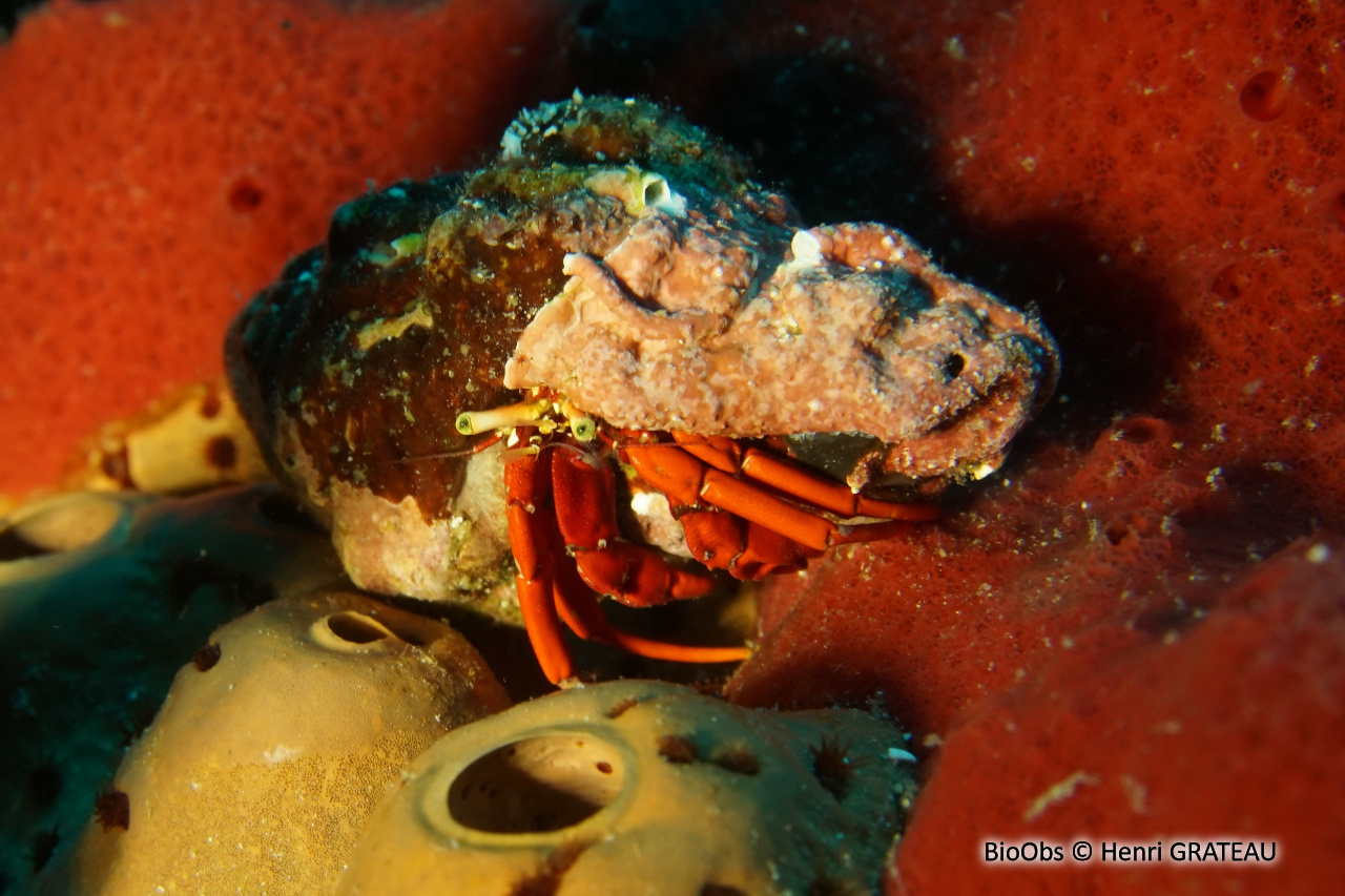 Ermite rouge de récif - Paguristes cadenati - Henri GRATEAU - BioObs