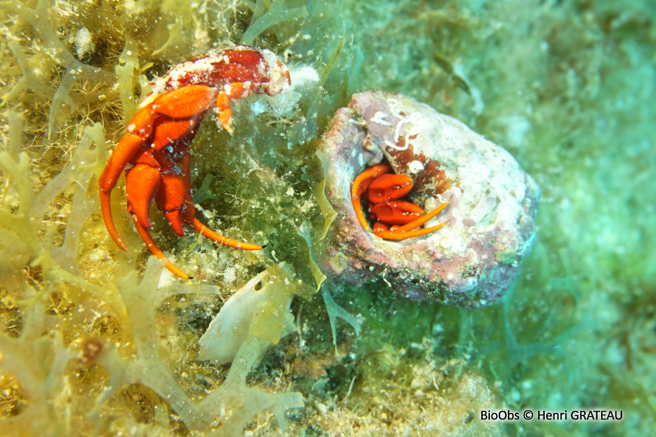 Ermite rouge de récif - Paguristes cadenati - Henri GRATEAU - BioObs