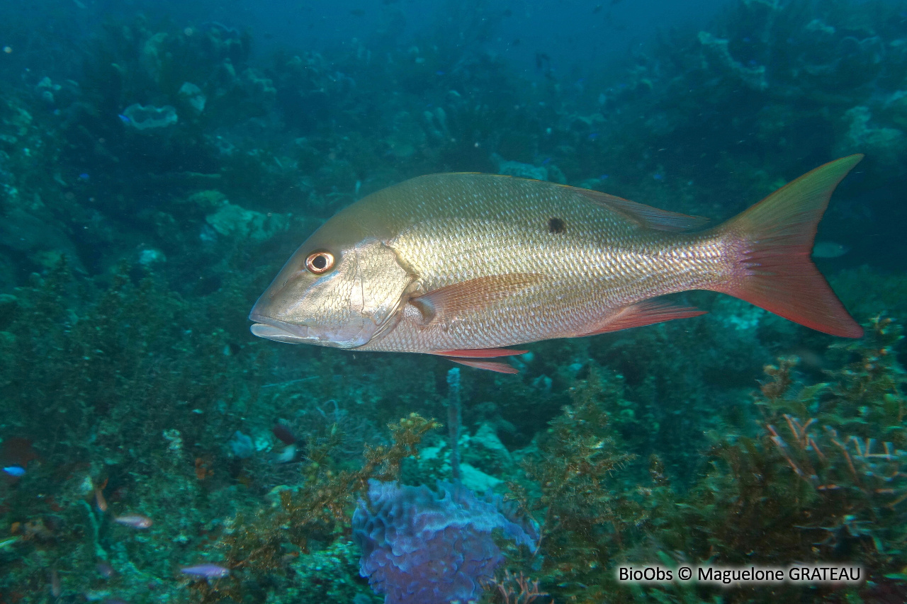 Pagre-vivaneau - Lutjanus analis - Maguelone GRATEAU - BioObs