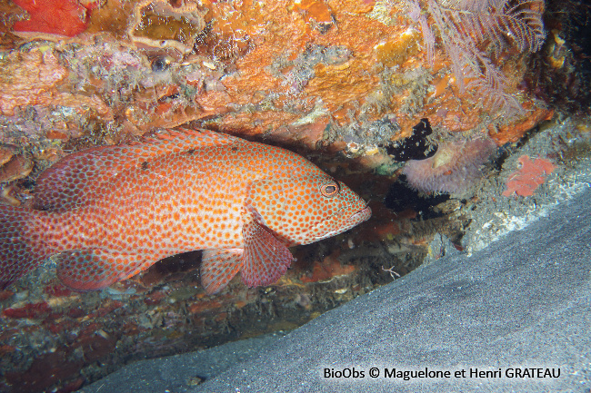 Mérou de roche Caraïbes - Cephalopholis cruentata - Maguelone GRATEAU - BioObs