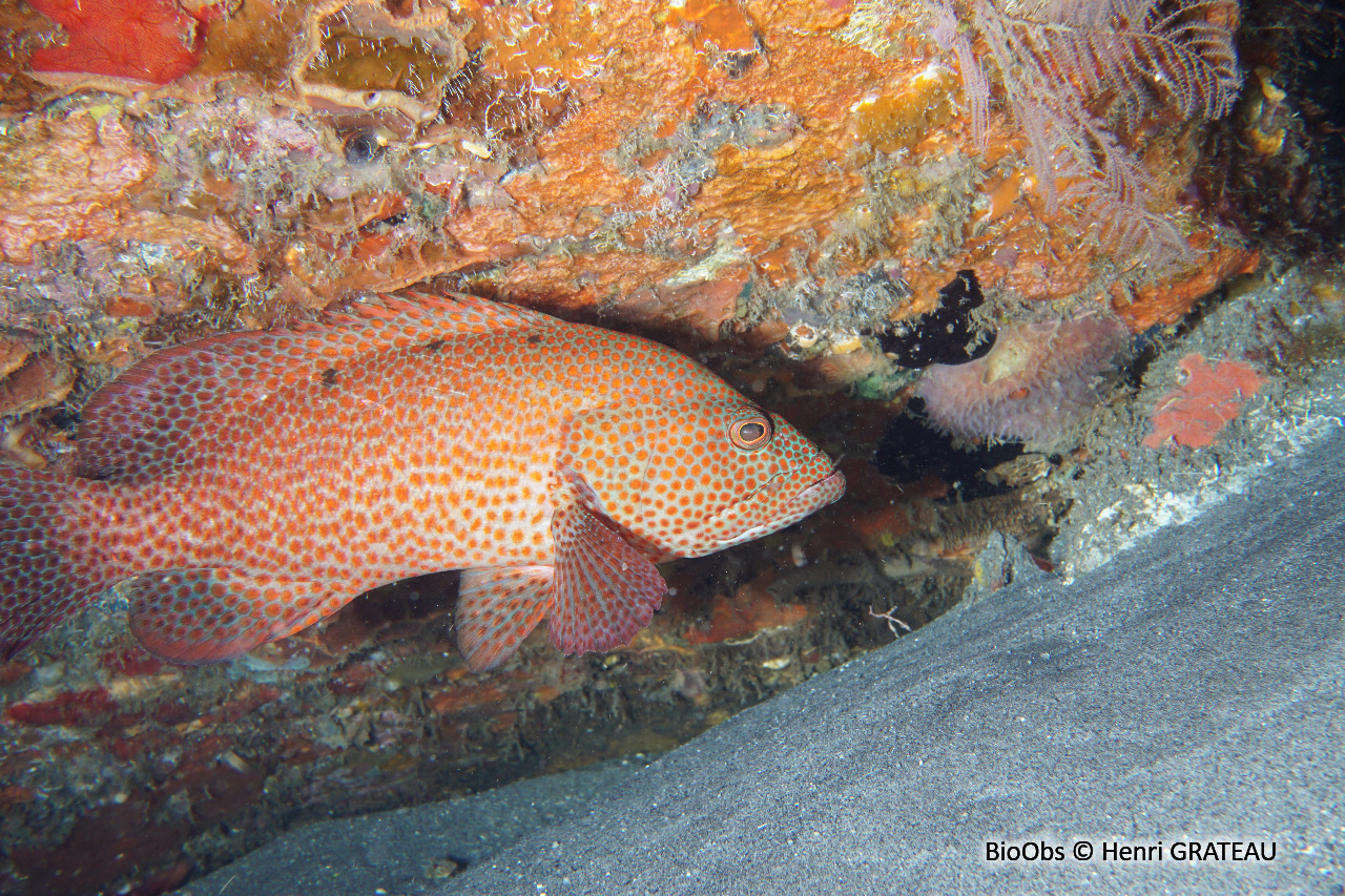 Mérou de roche Caraïbes - Cephalopholis cruentata - Henri GRATEAU - BioObs