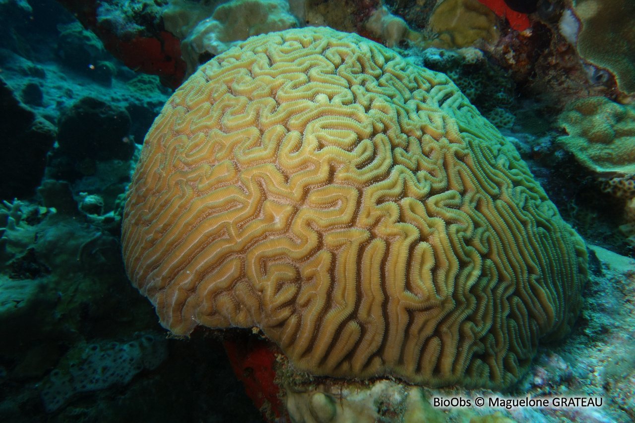 Corail-cerveau de Neptune - Diploria labyrinthiformis - Maguelone GRATEAU - BioObs
