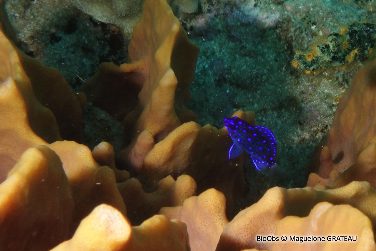 Chaffet queue jaune - Microspathodon chrysurus - Maguelone GRATEAU - BioObs