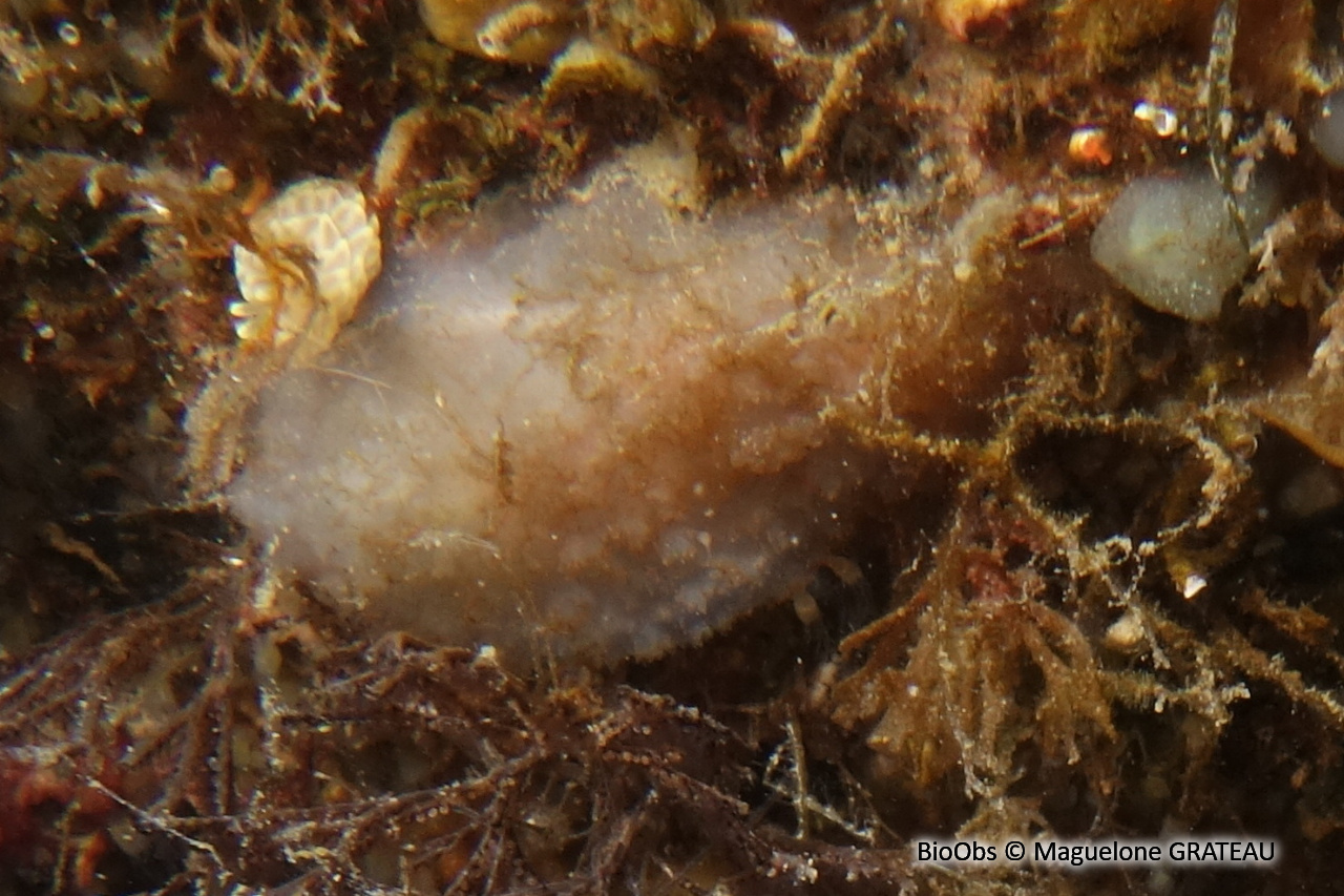 Ascidie rugueuse - Ascidiella scabra - Maguelone GRATEAU - BioObs
