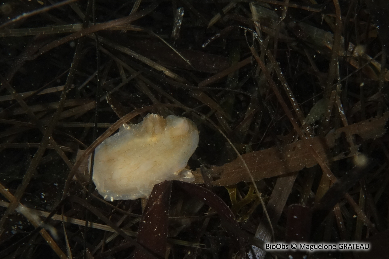 Ascidie rugueuse - Ascidiella scabra - Maguelone GRATEAU - BioObs