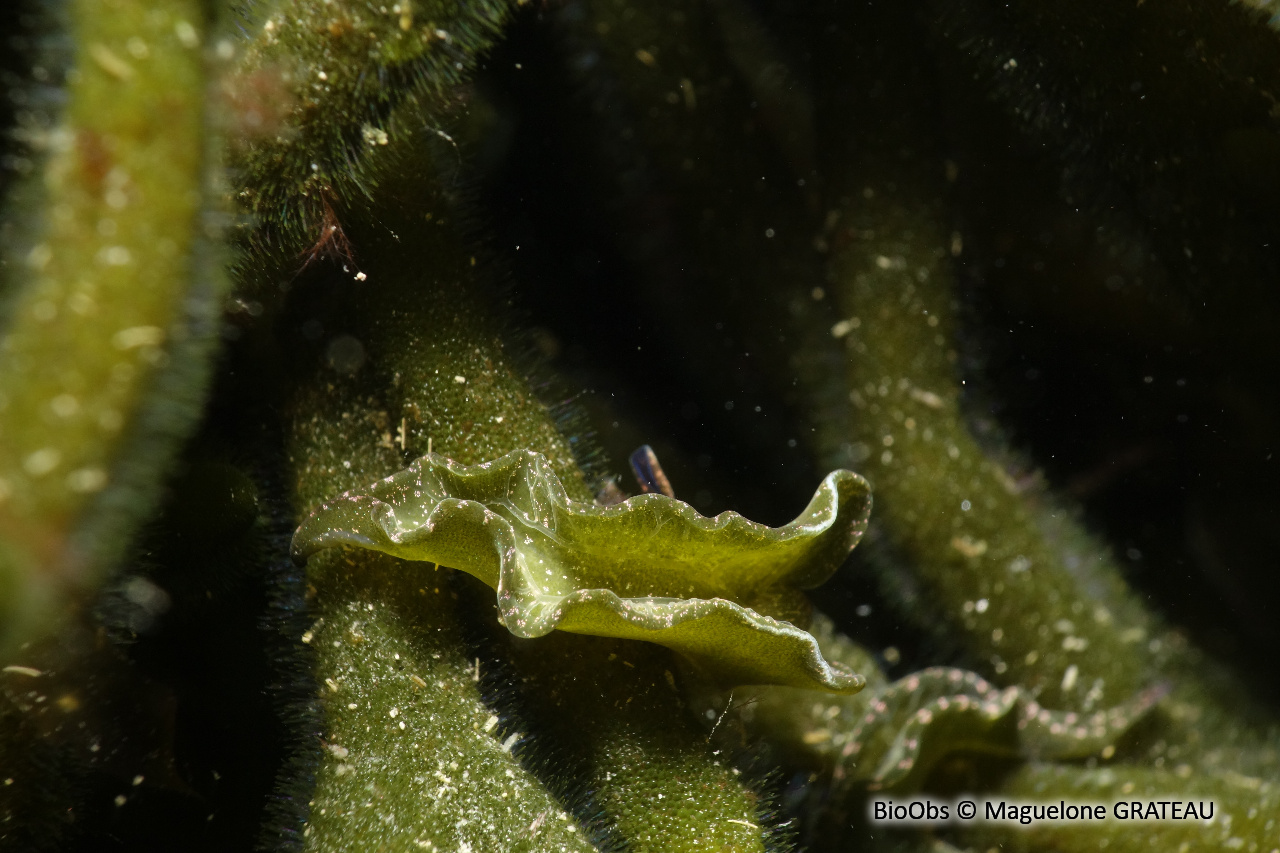 Elysie verte - Elysia viridis - Maguelone GRATEAU - BioObs