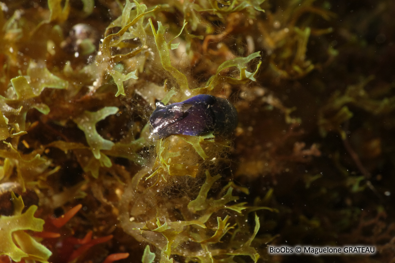 Petite bulle - Haminoea exigua - Maguelone GRATEAU - BioObs
