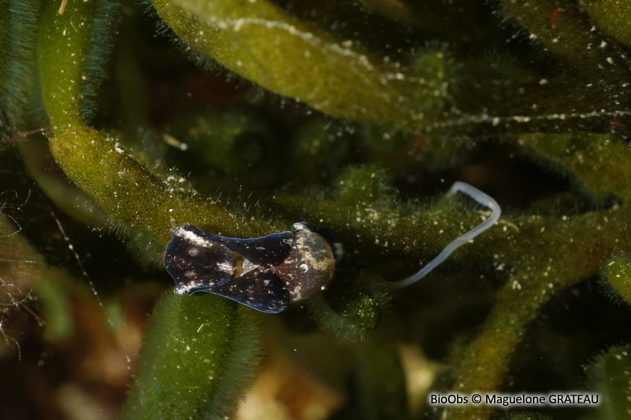 Petite bulle - Haminoea exigua - Maguelone GRATEAU - BioObs