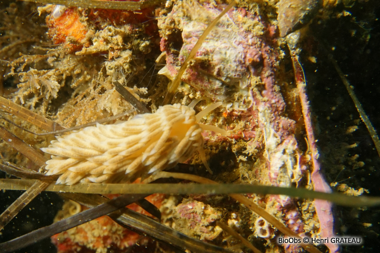 Eolis de Alder - Aeolidiella alderi - Henri GRATEAU - BioObs