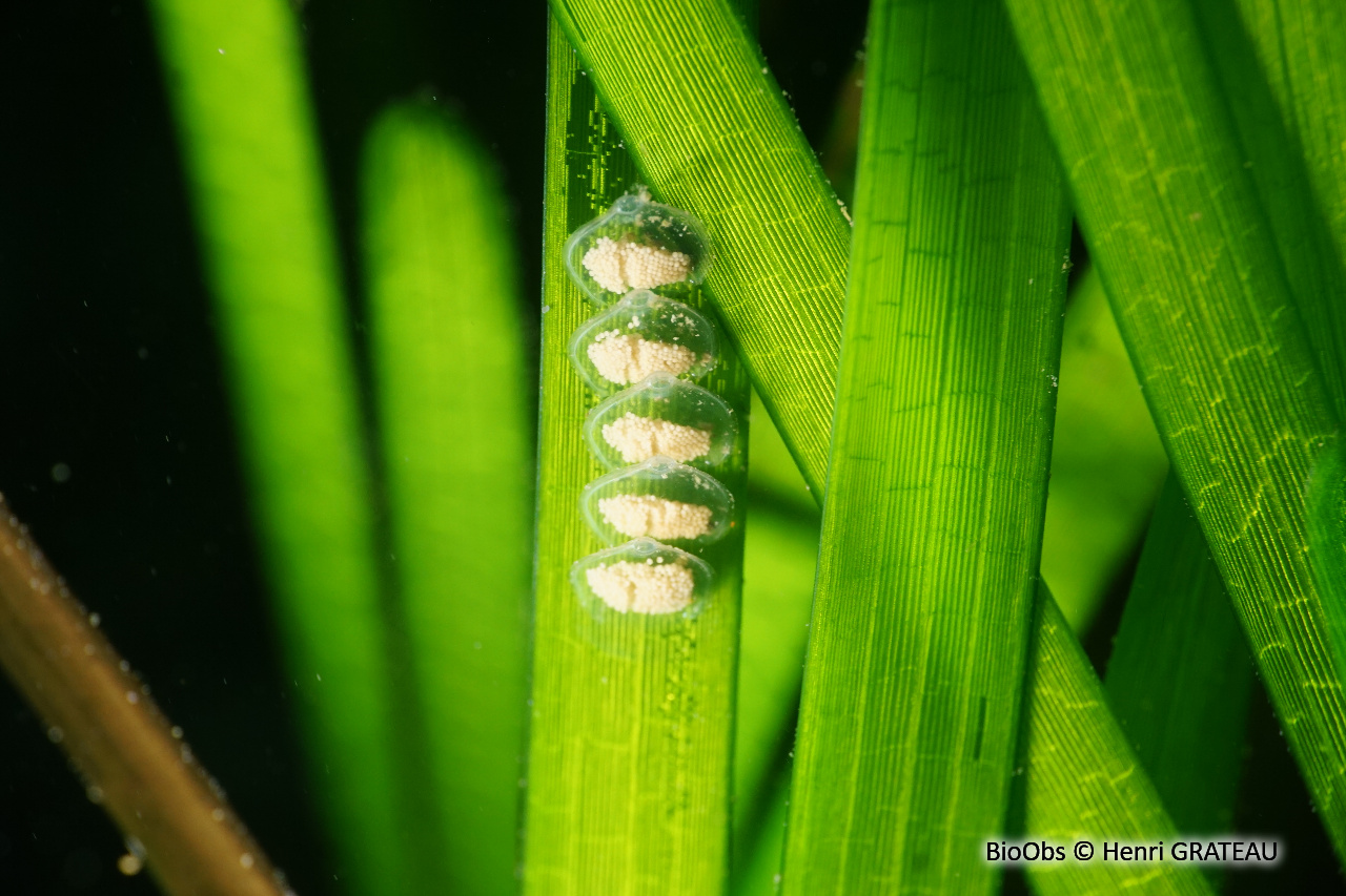Nasse réticulée ponte - Tritia - Henri GRATEAU - BioObs