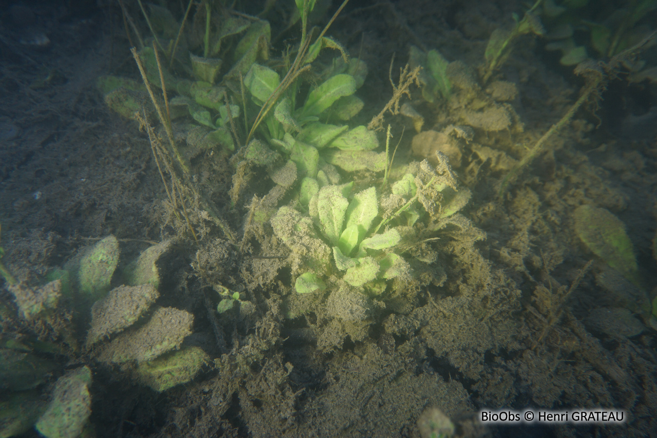 Samole de Valérand - Samolus valerandi - Henri GRATEAU - BioObs