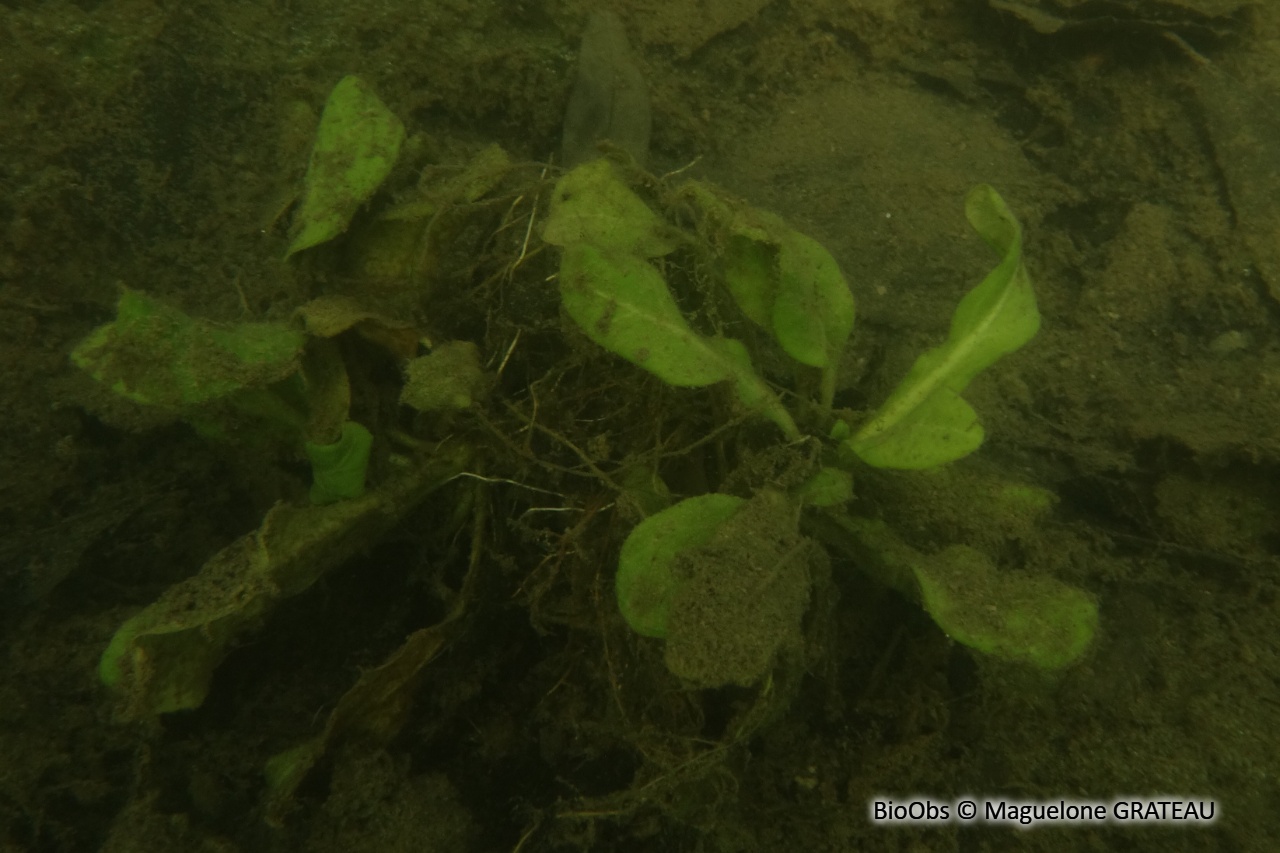 Samole de Valérand - Samolus valerandi - Maguelone GRATEAU - BioObs
