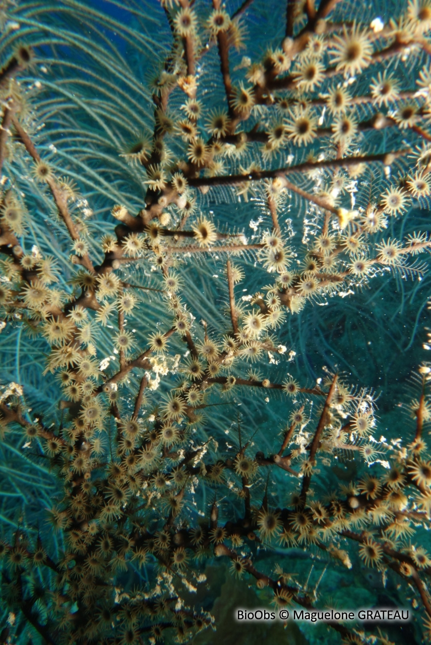 Zoanthaire des hydraires - Hydrozoanthus tunicans - Maguelone GRATEAU - BioObs