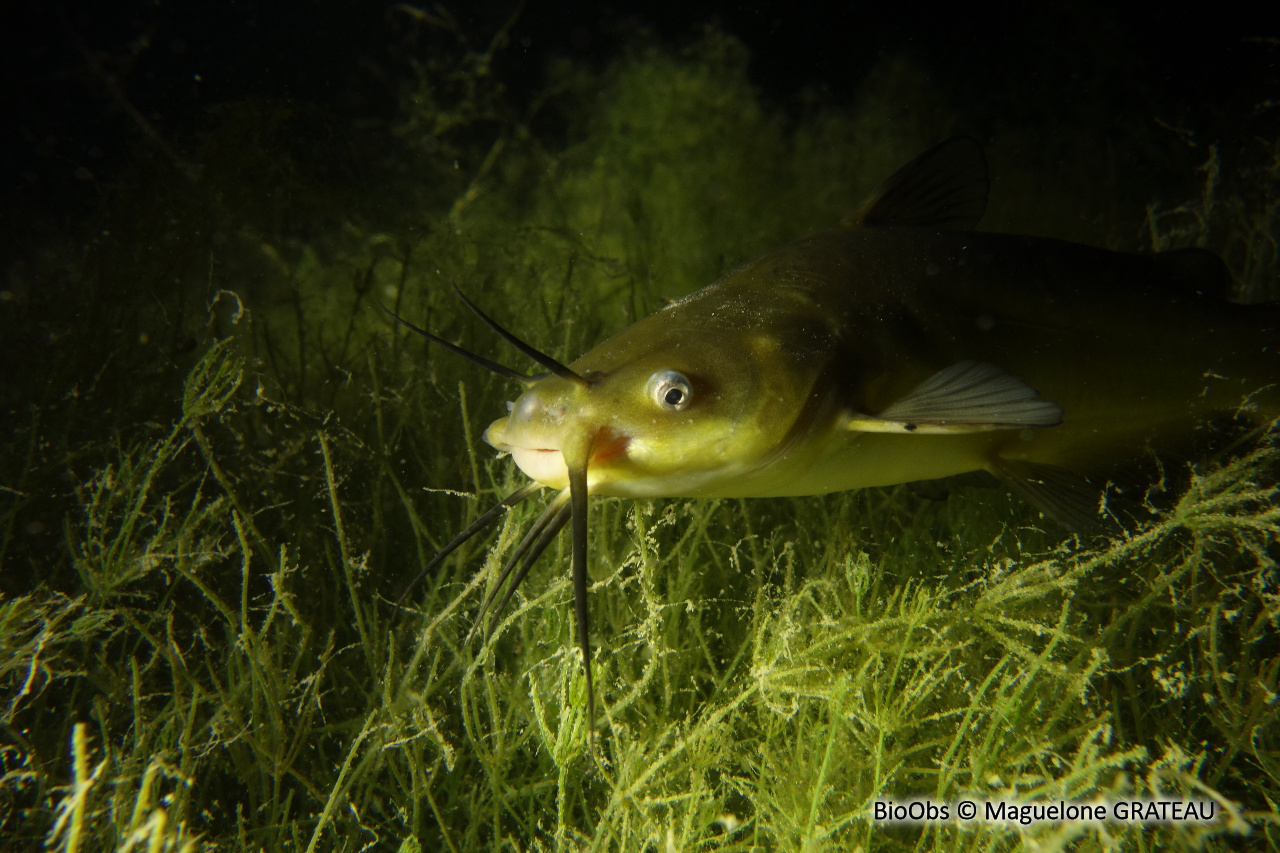 Poisson-chat - Ameiurus melas - Maguelone GRATEAU - BioObs