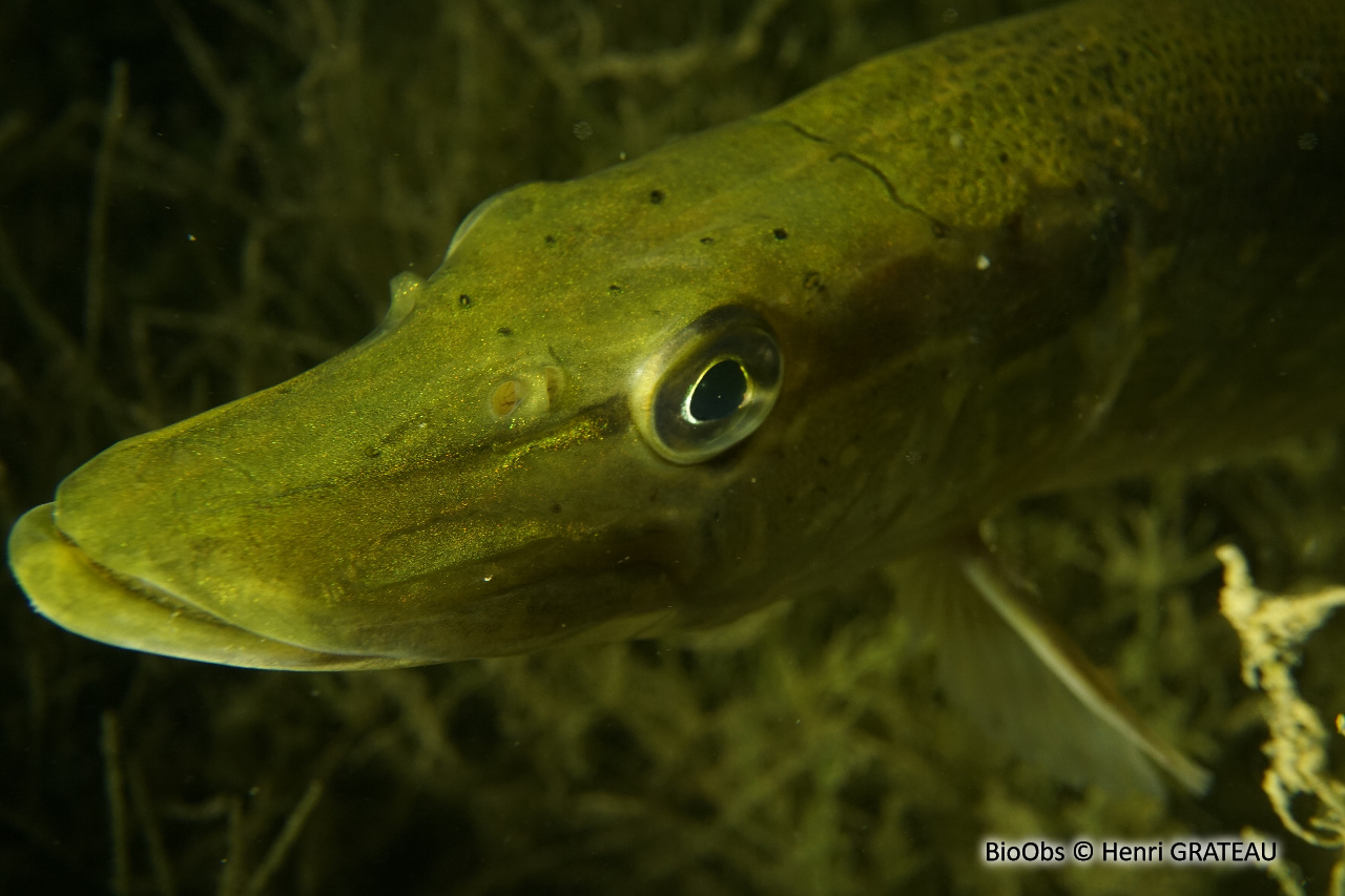 Brochet - Esox lucius - Henri GRATEAU - BioObs
