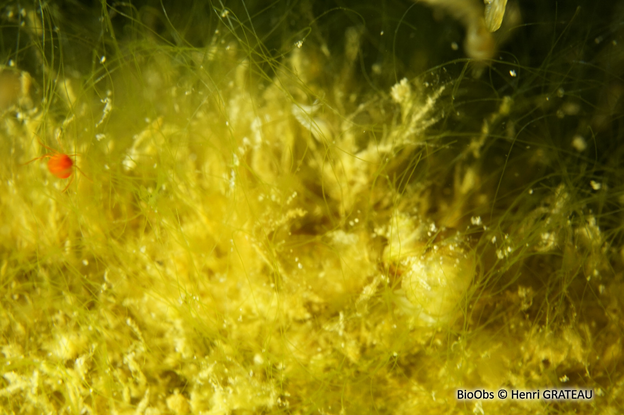 Hydracariens - Hydrachnidae - Henri GRATEAU - BioObs