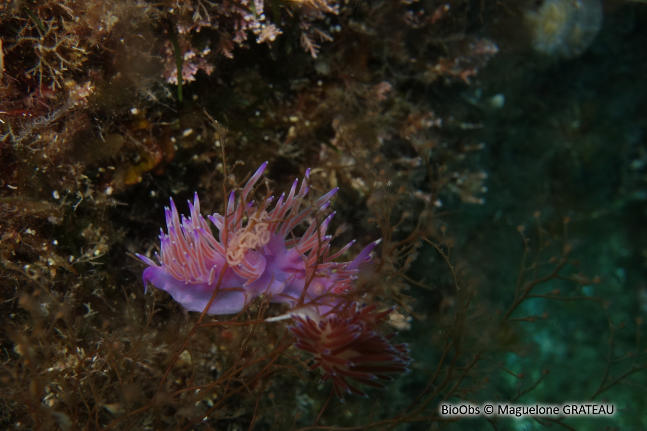 Flabelline mauve ponte - Flabellina - Maguelone GRATEAU - BioObs