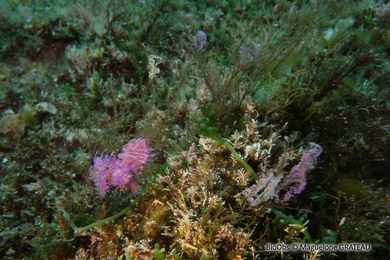 Flabelline mauve ponte - Flabellina - Maguelone GRATEAU - BioObs