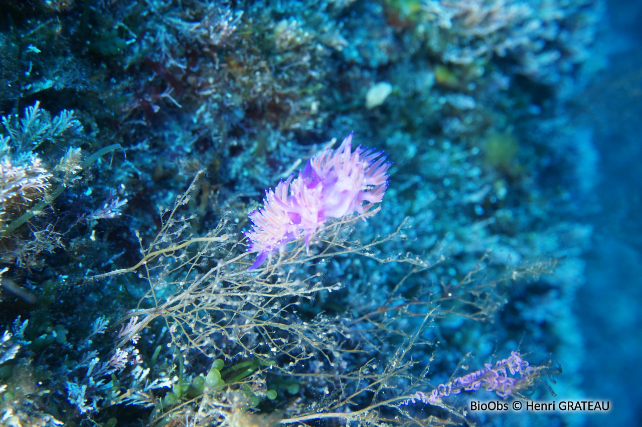 Flabelline mauve ponte - Flabellina - Henri GRATEAU - BioObs