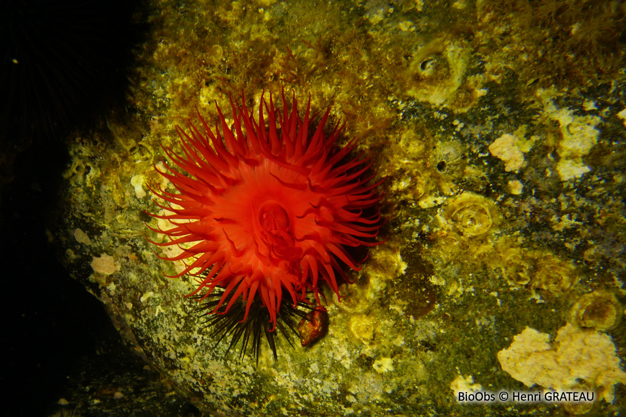 Tomate de mer de Méditerranée - Actinia mediterranea - Henri GRATEAU - BioObs