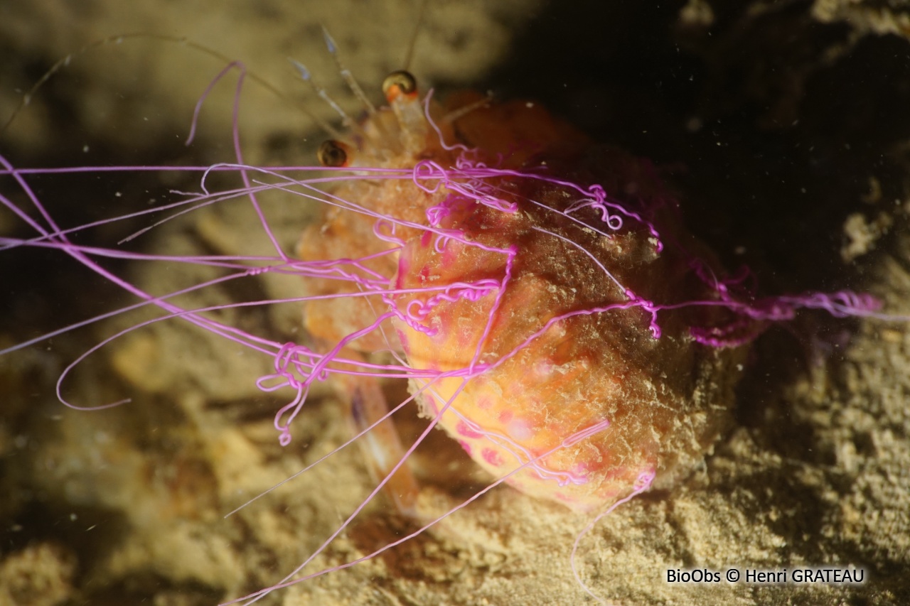 Anémone commensale - Adamsia palliata - Henri GRATEAU - BioObs