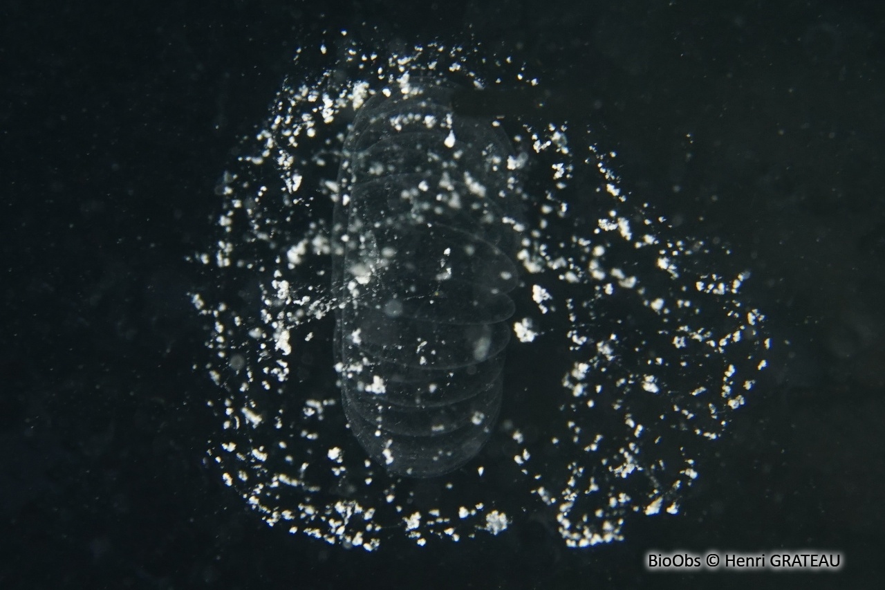 Appendiculaire ellipsoïdal - Kowalevskia tenuis - Henri GRATEAU - BioObs