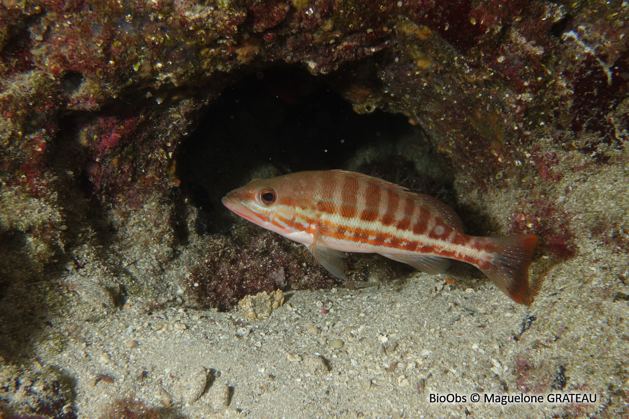 Serran chevrette - Serranus cabrilla - Maguelone GRATEAU - BioObs