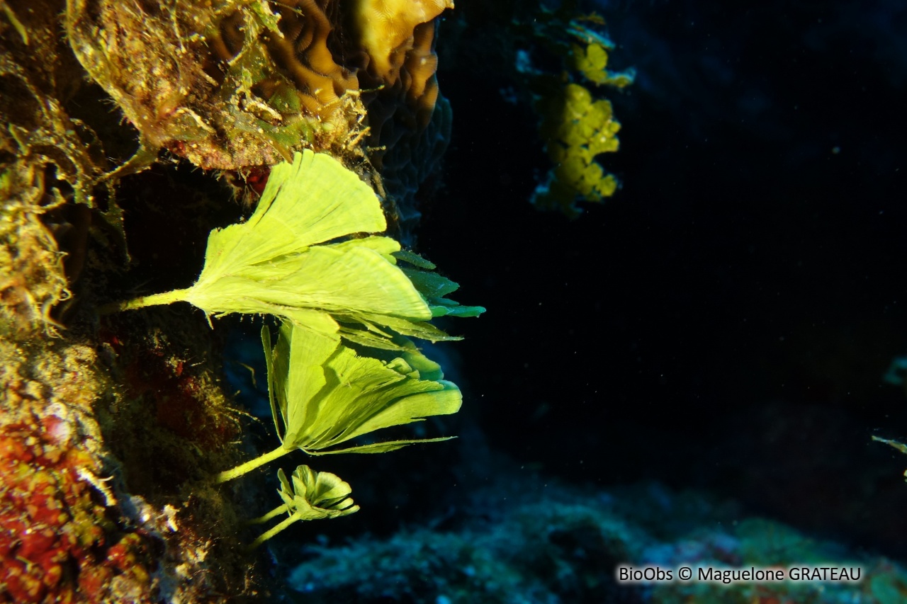 Algue pomme de cèdre - Rhipocephalus phoenix - Maguelone GRATEAU - BioObs