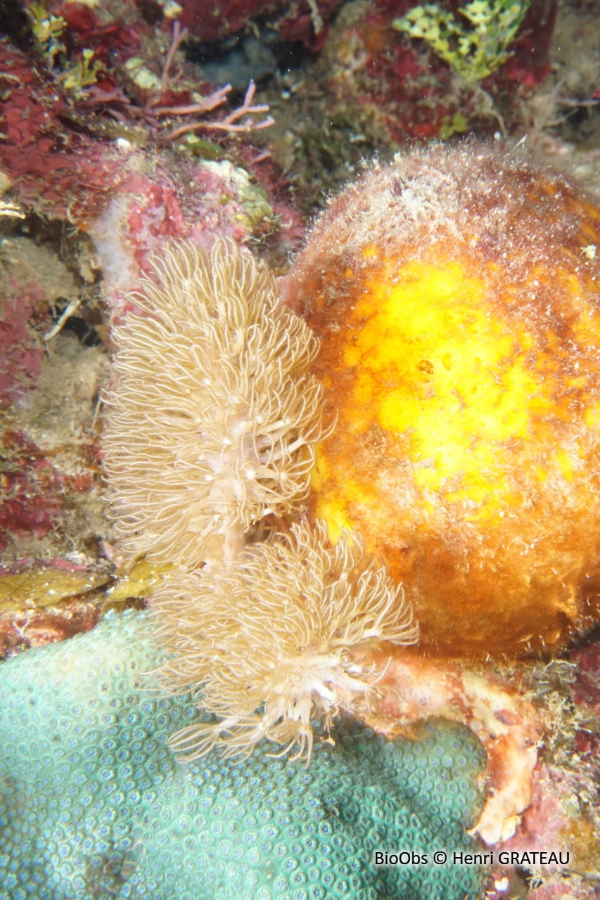 Doigt de mer. Gorgone-liège - Briareum asbestinum - Henri GRATEAU - BioObs