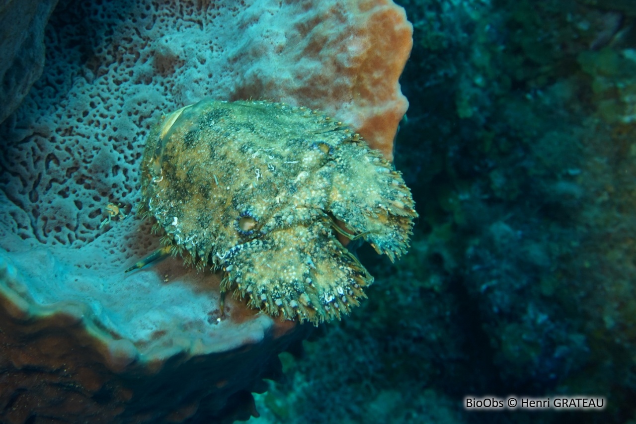 Cigale de mer sculptée - Parribacus antarcticus - Henri GRATEAU - BioObs