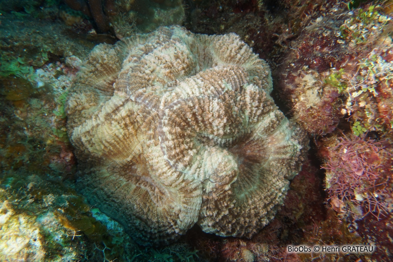 Corail-fleur épineux - Mussa angulosa - Henri GRATEAU - BioObs