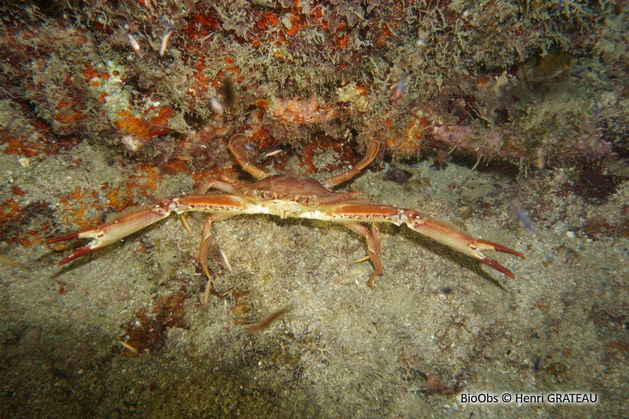 Crabe nageur ocellé - Achelous sebae - Henri GRATEAU - BioObs