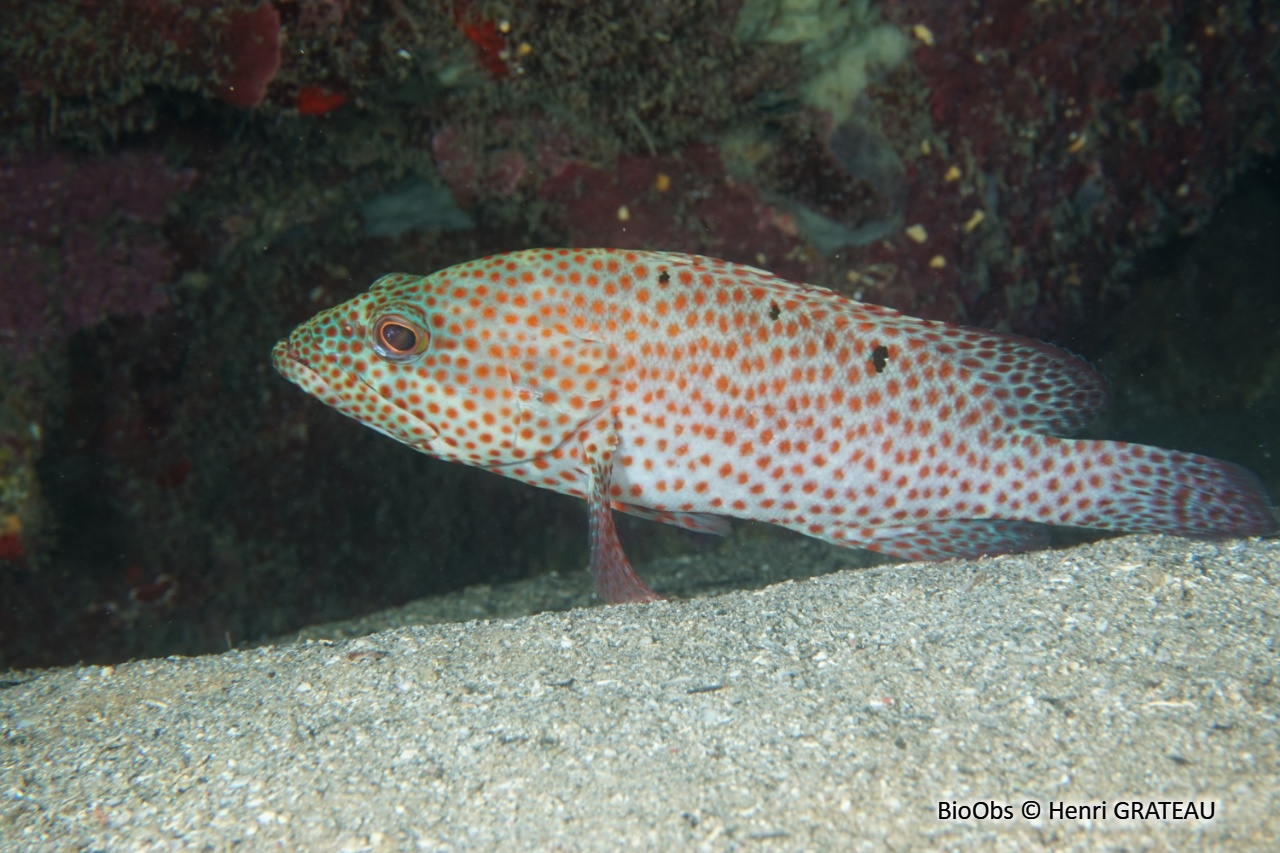 Mérou de roche Caraïbes - Cephalopholis cruentata - Henri GRATEAU - BioObs