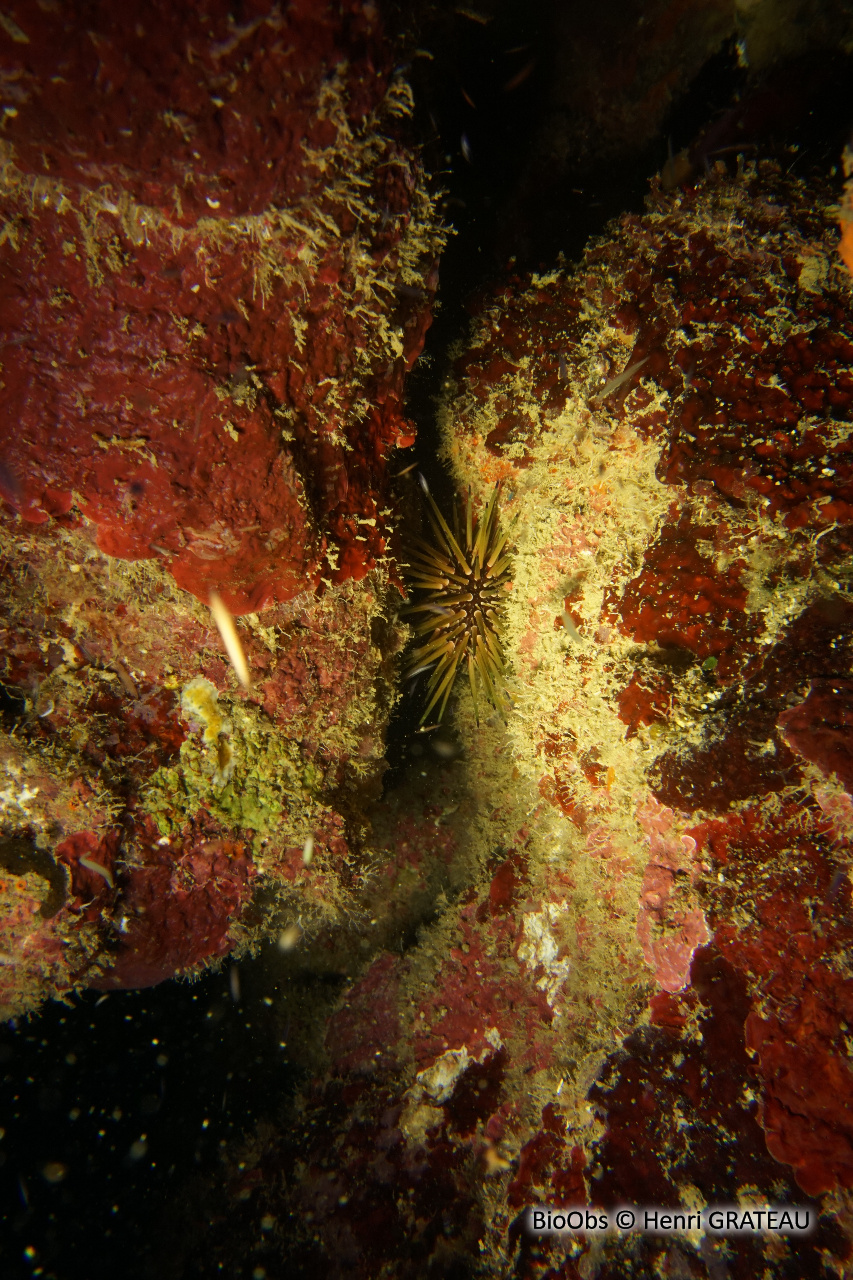 Oursin de récif des antilles - Echinometra viridis - Henri GRATEAU - BioObs