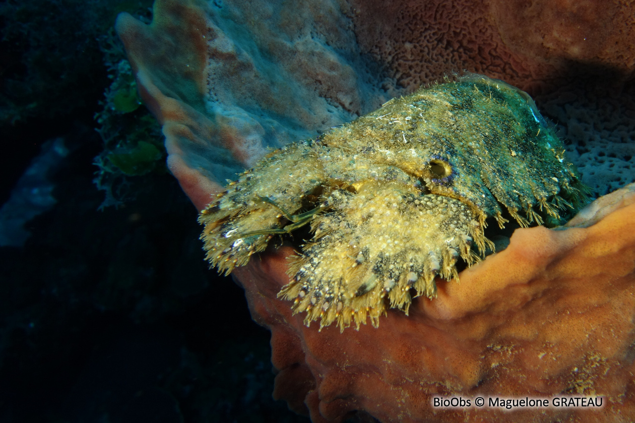 Cigale de mer sculptée - Parribacus antarcticus - Maguelone GRATEAU - BioObs