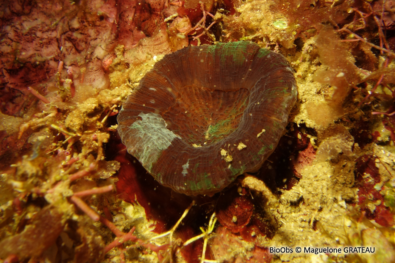 Corail coeur d'artichaut - Scolymia cubensis - Maguelone GRATEAU - BioObs