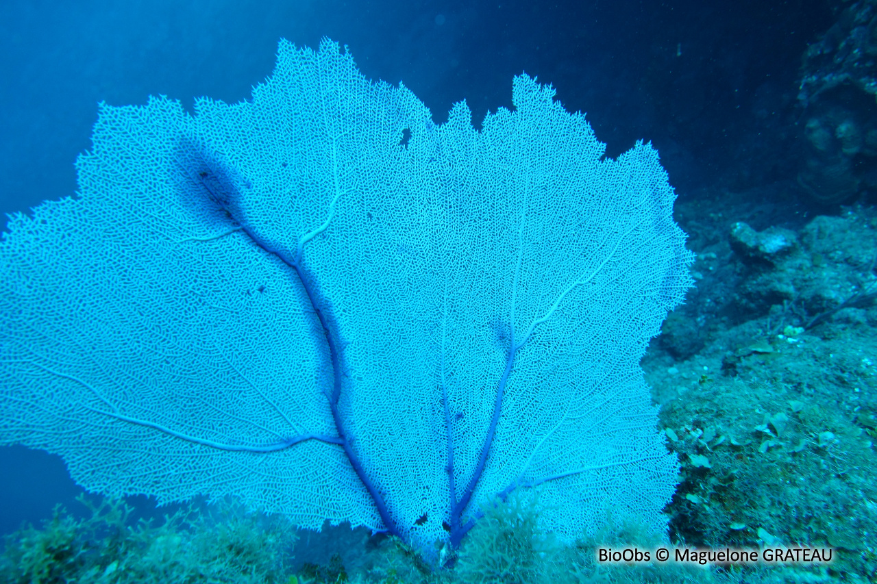Gorgone pourpre des caraibes - Gorgonia ventalina - Maguelone GRATEAU - BioObs
