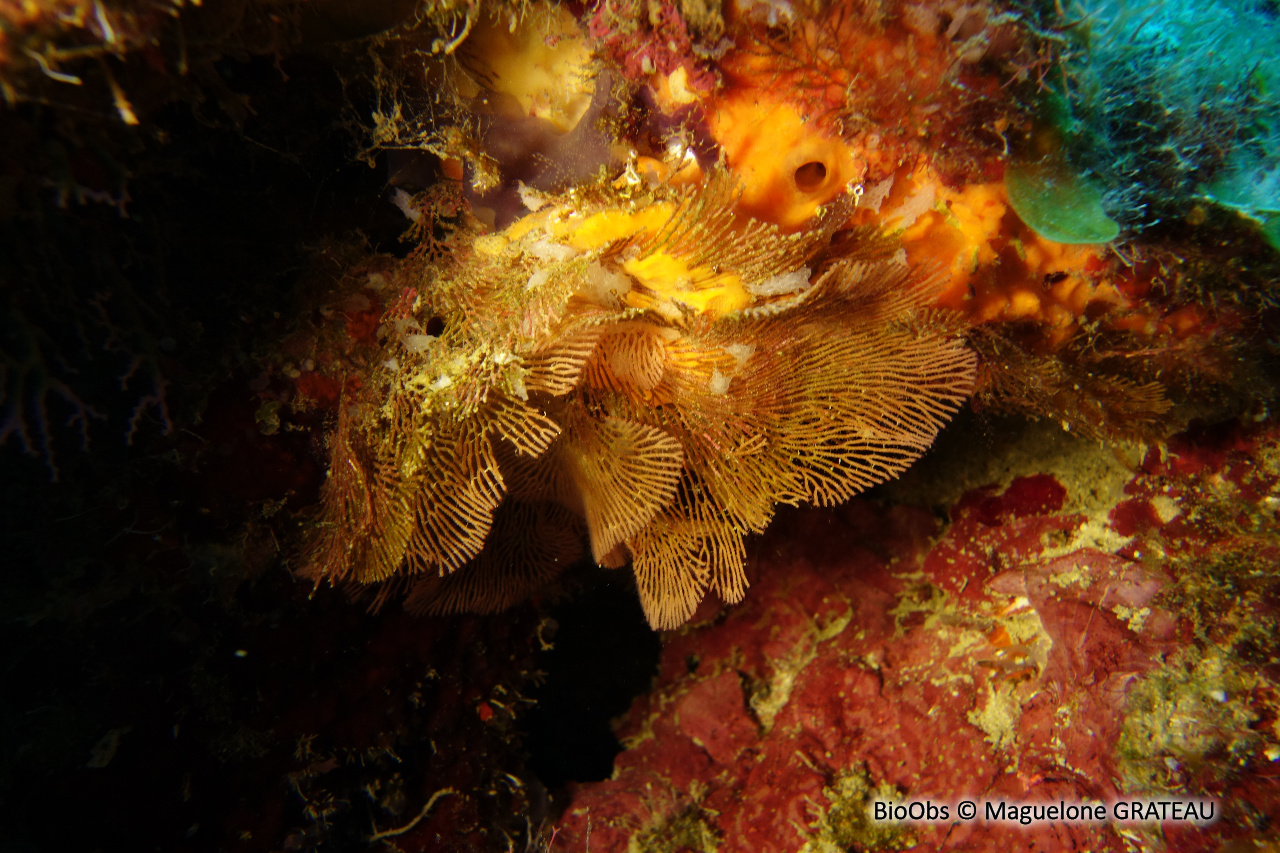 Bryozoaire éventail Antilles - Bugulina simplex - Maguelone GRATEAU - BioObs