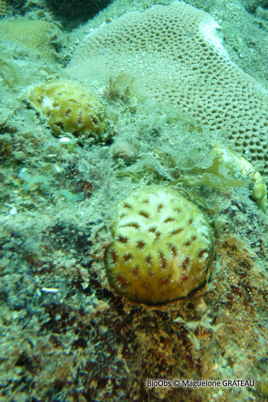 Corail balle de golf - Favia fragum - Maguelone GRATEAU - BioObs