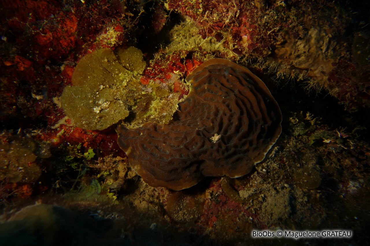 Agarice de Graham - Agaricia grahamae - Maguelone GRATEAU - BioObs