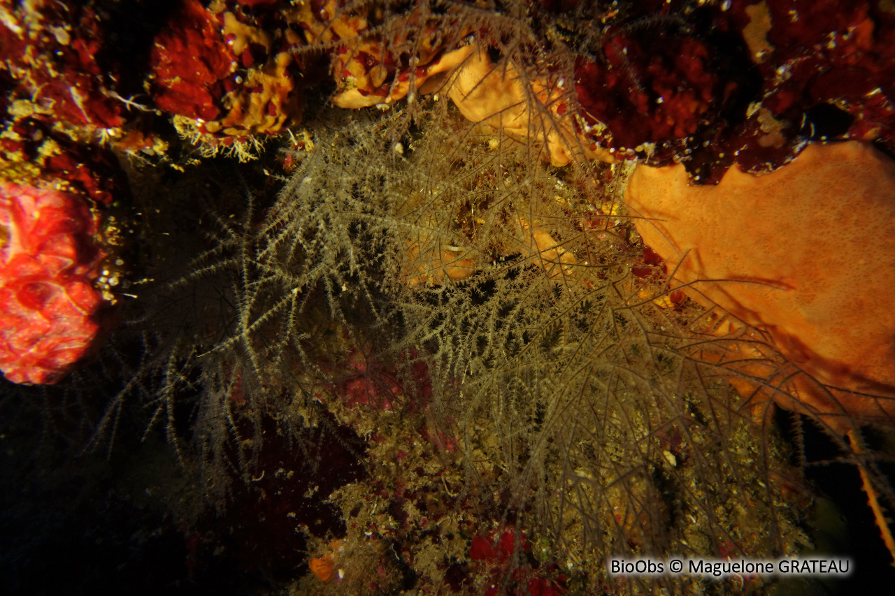 Corail noir à résille - Antipathes lenta / umbratica - Maguelone GRATEAU - BioObs