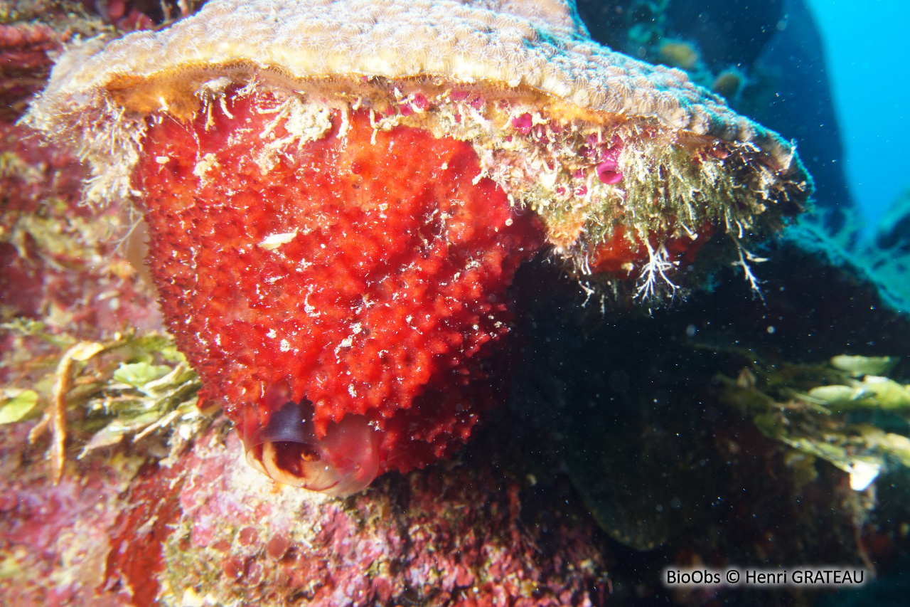 Eponge-fraise - Mycale (Arenochalina) laxissima - Henri GRATEAU - BioObs