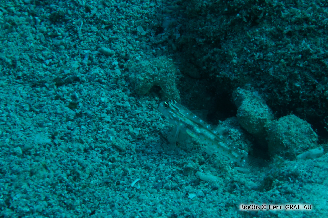 Gobie de fond corallien - Coryphopterus tortugae - Henri GRATEAU - BioObs