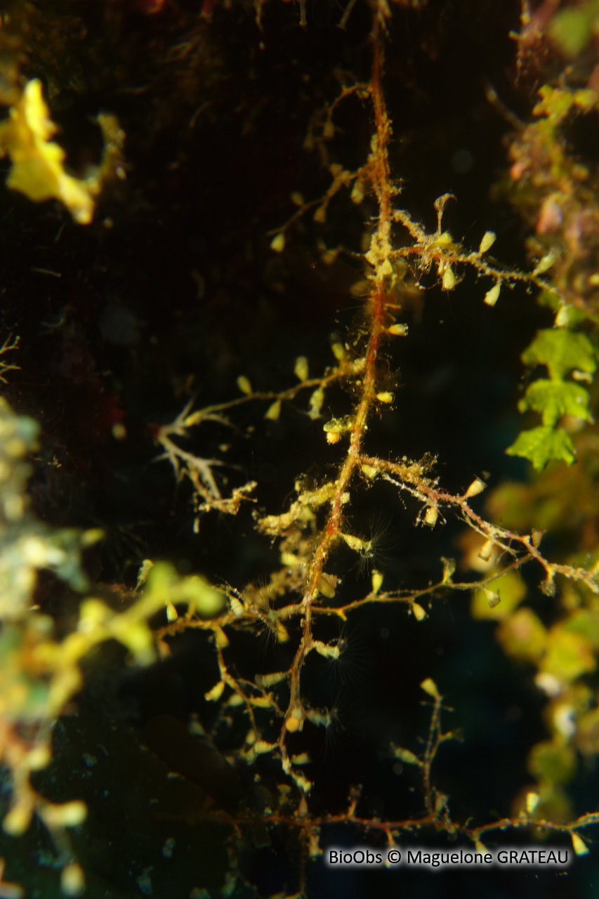 Hydraires-algues des antilles - Thyroscyphus sp. - Maguelone GRATEAU - BioObs