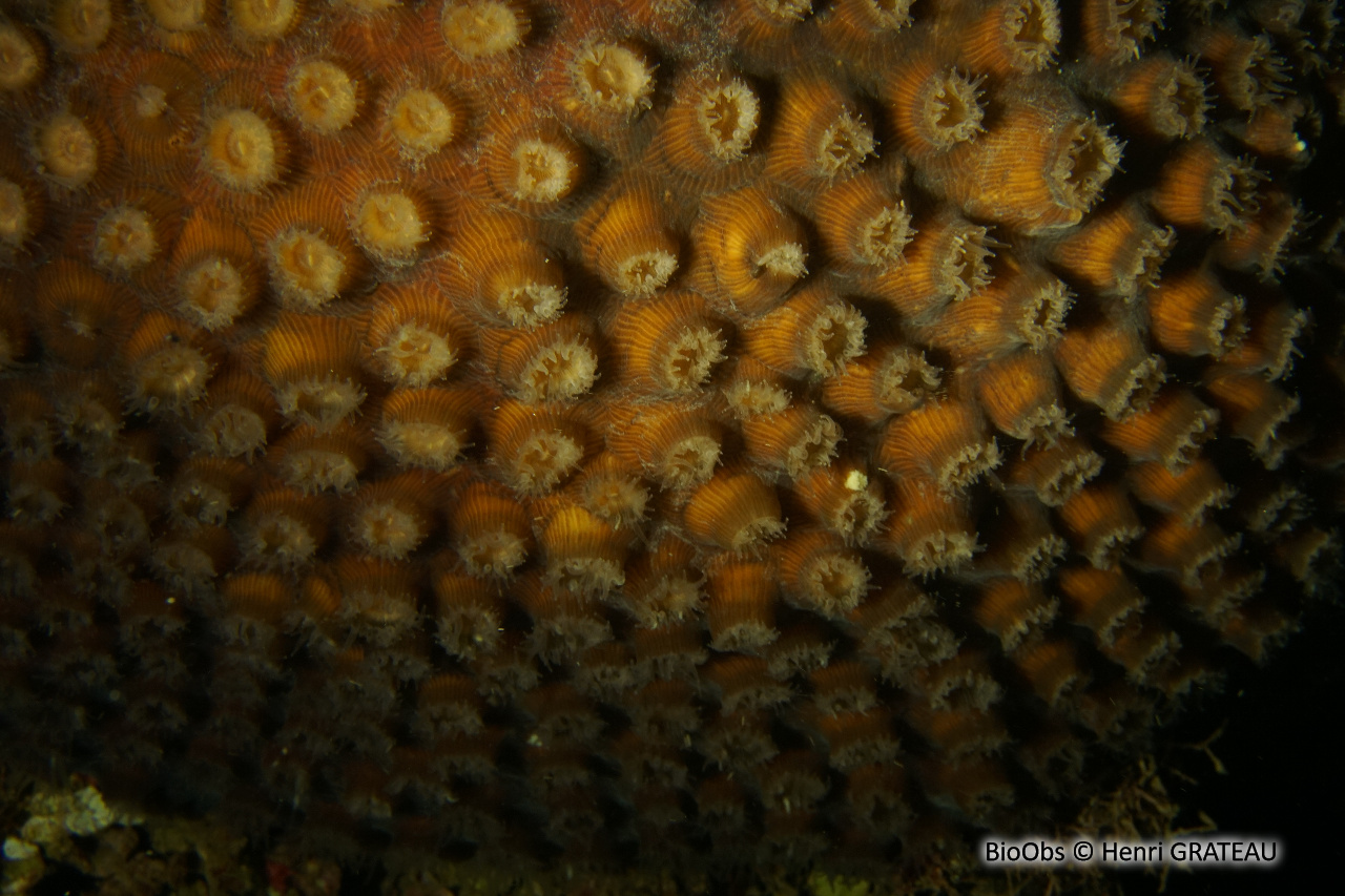 Grand corail étoilé - Montastraea cavernosa - Henri GRATEAU - BioObs