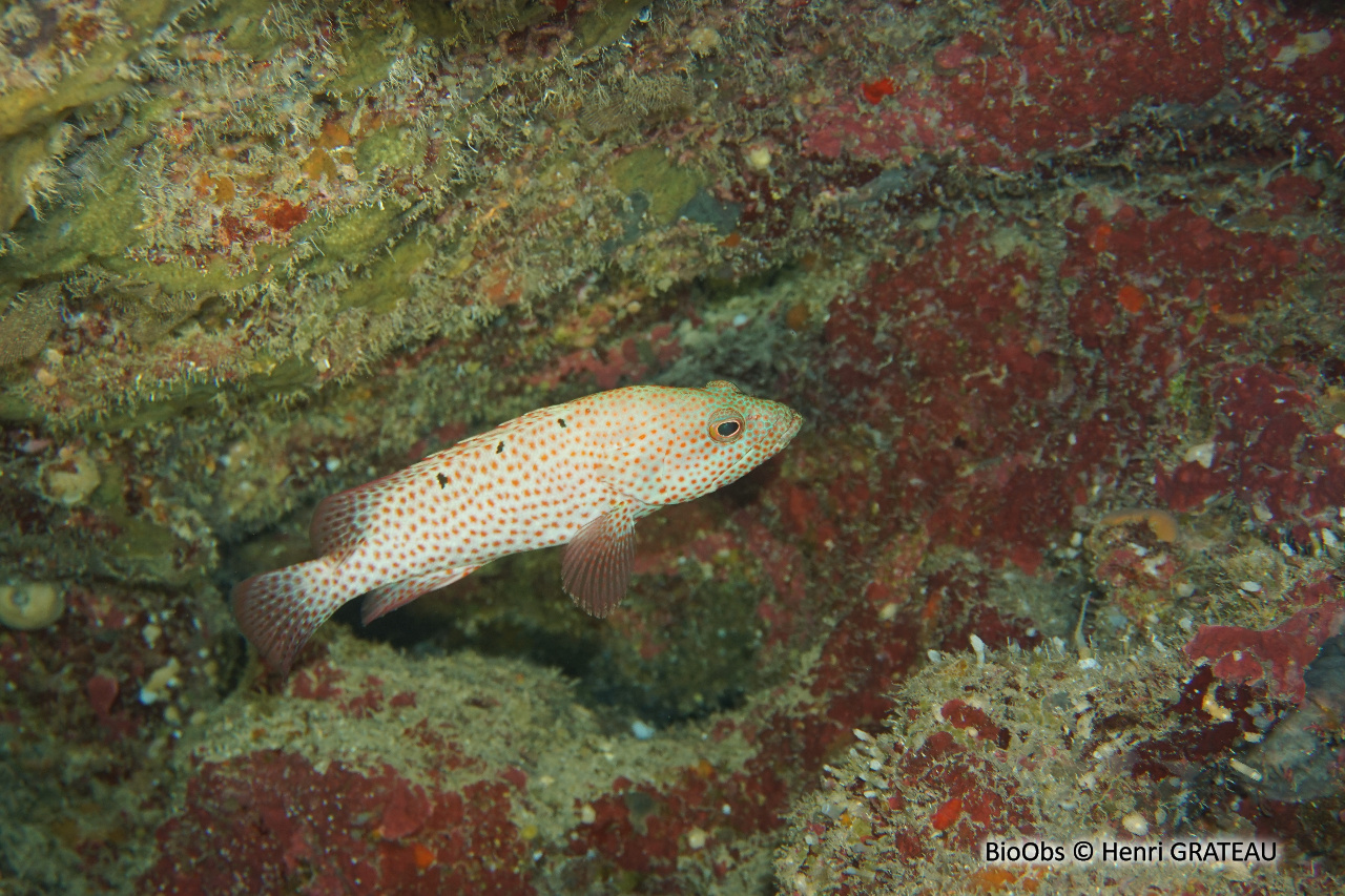 Mérou de roche Caraïbes - Cephalopholis cruentata - Henri GRATEAU - BioObs